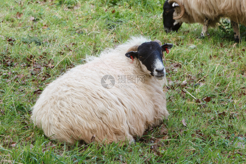 草动物躺在田里的苏格兰黑脸羊母图片