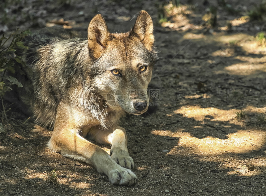 地面捕食者灰色木材或西部狼罐头在树影中躺地上或者图片