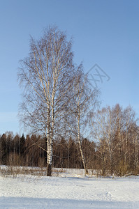 俄罗斯森林边缘的野生树角壁上农村图片