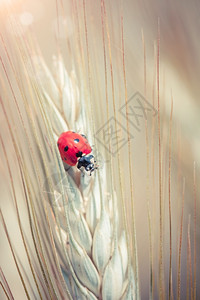 在小麦田的尖峰上出现可爱的淑女虫红色夏天环境图片