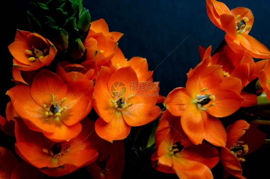 橙子太阳星的花朵紧贴在黑暗背景上橙色百年花朵自然开图片