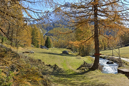 森林秋天在高山自然公园的美丽景观中有黄领红树和河流萨沃伊落叶松图片