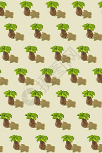 植物叶子树棕榈图案背景图片