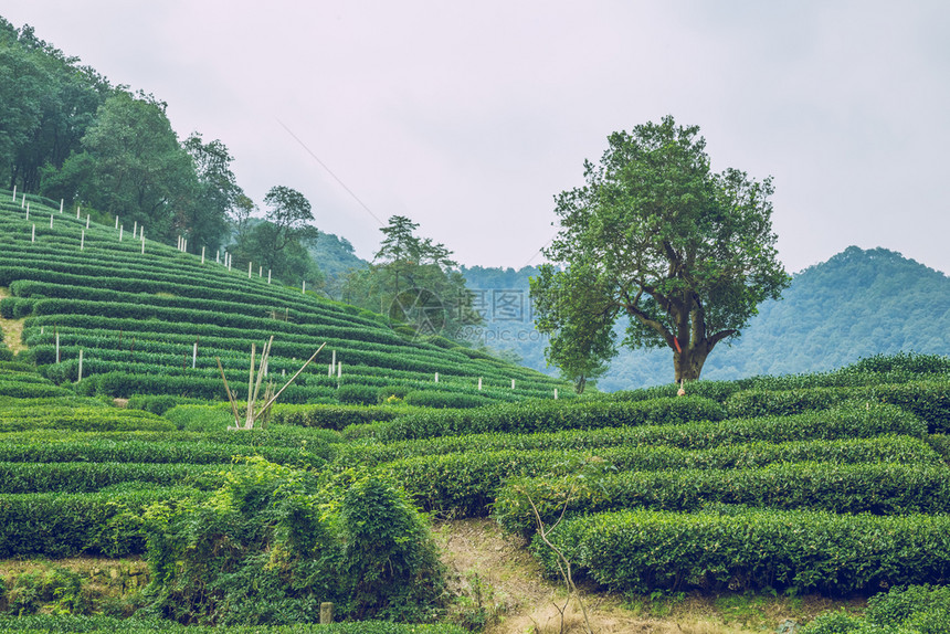 茶叶种植园图片