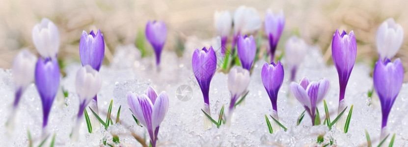在雪中露出花椰子的全景紫色复活节颜图片