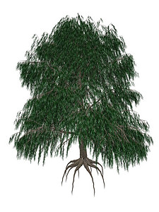 巴比肯巴比伦或垂柳白色背景中孤立的柳树巴比伦卡3D渲染巴比伦或垂柳树巴比伦卡渲染巴比伦尼卡绿色哭泣设计图片