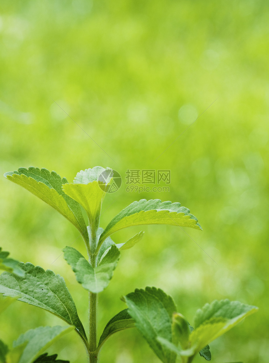 菊科甜叶味剂steviarebaudiana分支在绿色垂直背景上特写有文字空间stevia图片