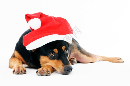 颜色轻松庆典穿着圣诞老人帽子的可爱狗肖像穿着白色背景的圣诞老人帽子背景图片