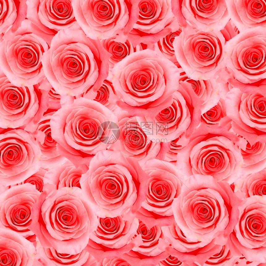 质地迷人的美丽粉红玫瑰风格大自然花的抽象背景阮詹图片