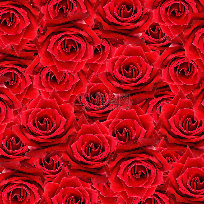 美丽的红玫瑰图案自然鲜花抽象背景婚礼开花浪漫的图片