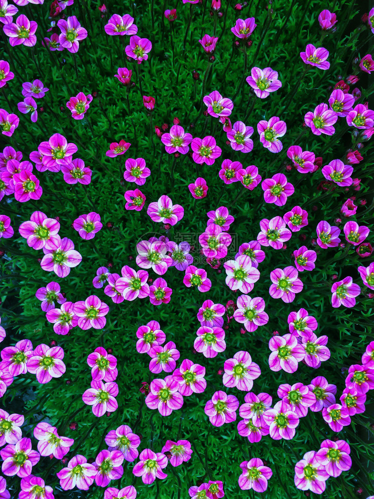 盛开户外植物花园鲜开粉红色虎耳草图片