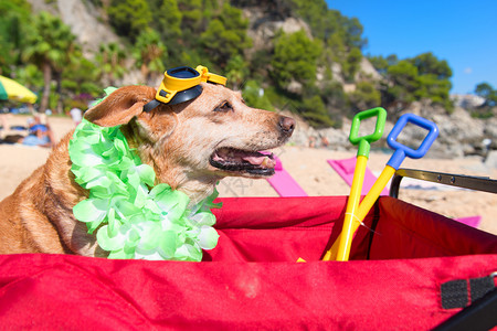 海边度假玩耍的狗狗高清图片