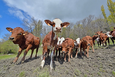 自然常设高山的幼牛在草地上用照相机监视哺乳动物图片