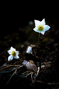 植物Helleborus木柴中的白花多年生尼日尔图片