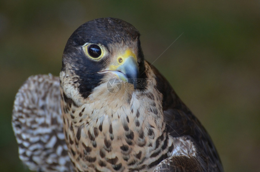 漂亮的猎鹰眼神凶猛目光看着它眼睛鸟类学家捕食者图片
