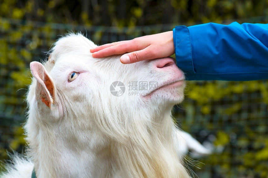 手抚摸白山羊的头色年轻毛皮图片