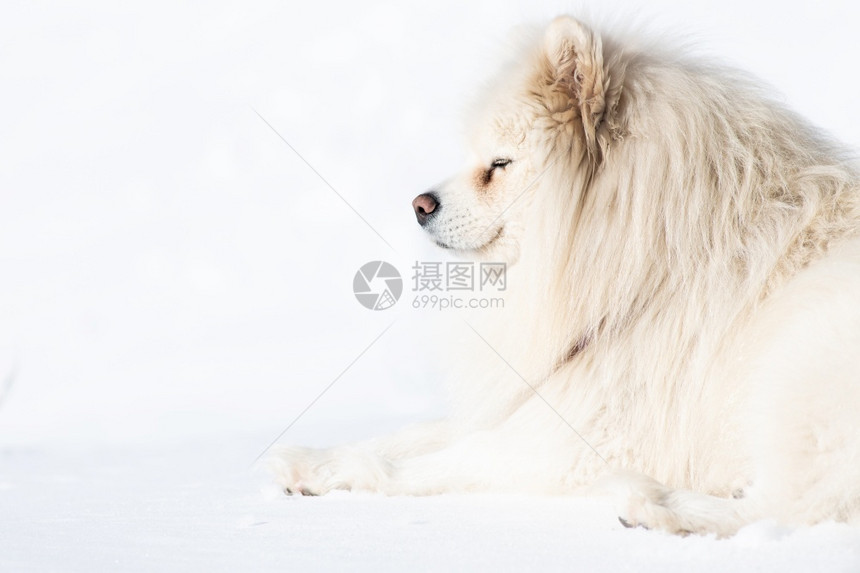 北快乐的在雪白色背景萨摩耶狗季节图片