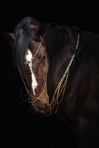 棕色的盛装舞步在黑奥洛夫马匹上被孤立的湾养马肖像奥尔洛夫图片