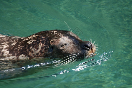 晶须他的海狮鼻子在游泳时从水中涌出海洋图片