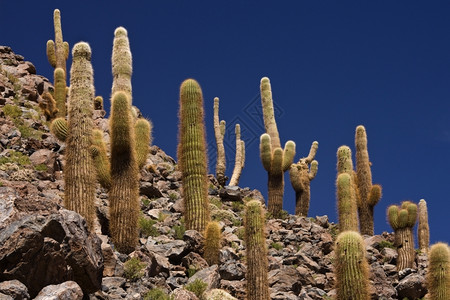 美国植物群智利北部阿塔卡马沙漠圣佩德罗阿塔卡马附近仙人掌峡谷中生长的大卡登仙人掌干旱背景图片