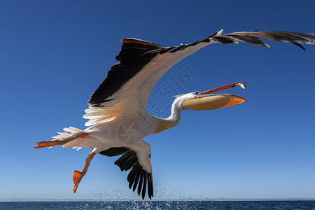 粉红鹈鹕海鸟翼展高清图片
