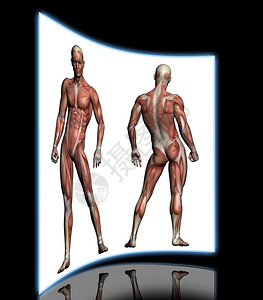 男人体解剖用3D软件制成的雄肌肉插图解剖学图片