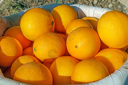 橘子多汁的甜有机橙柑橘类水果篮子图片