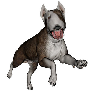 波士顿梗犬宠物狗斗牛梗犬在白色背景中奔跑3D渲染斗牛犬在奔跑渲染品种设计图片