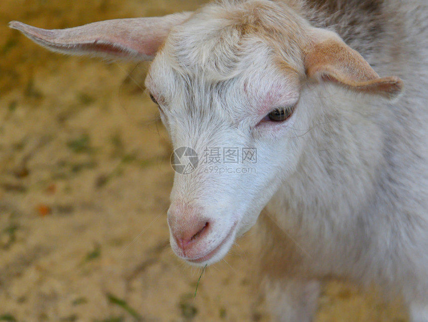 夏日在农场的白山羊村庄农乡的图片