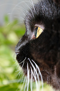 朋友黑色的眼猫口罩紧地凝视着猫瞳孔图片