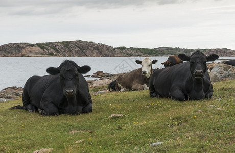 棕色的一群牛在草地上放松沙滩一群牛旁边的苏威登峡湾农场科阿斯图片