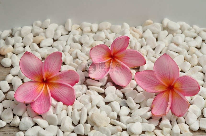 绽放卵石一排粉红色fragipani花朵孤立在白色的石子背景上异国情调图片