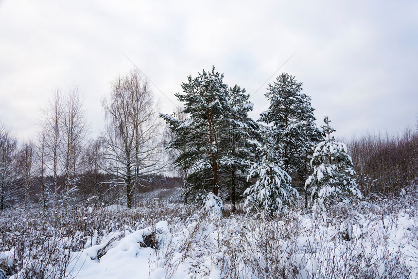 美丽的冬季风景在12月寒冷的一天有雪覆盖树木天空多云霜冬自然图片