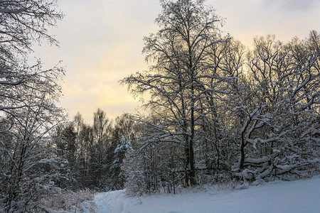 白雪皑美丽的冬季风景在12月寒冷的一天有雪覆盖树木天空多云白色的森林图片