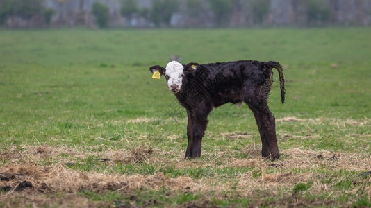 一只刚出生的独黑白小牛乡村的兽孤独图片