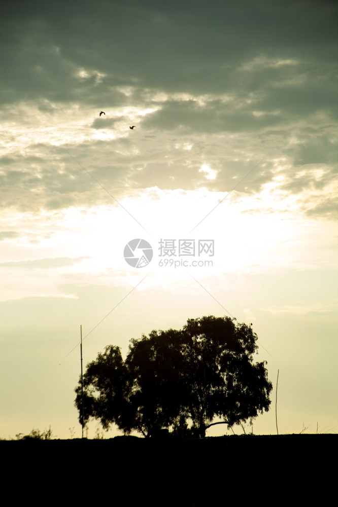 树的剪影在晚上看日落xA背部点亮风景图片