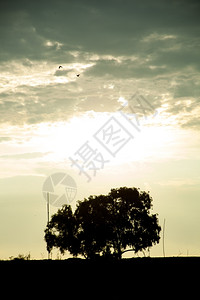 树的剪影在晚上看日落xA背部点亮风景图片