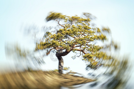 漩涡效果的树木图片