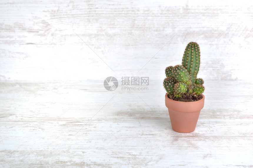 植物闲暇内部的在白桌上terracotta锅中的单小仙人掌图片
