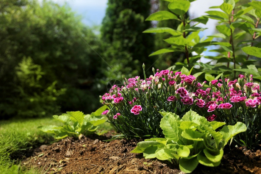 康乃馨充满鲜花和灌木丛的宁静夏日花园感觉地面阴凉图片