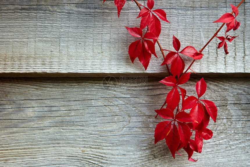 秋天的木柴红色生长荒野图片