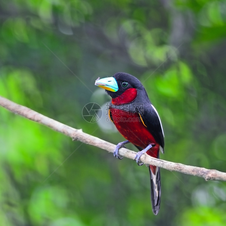黑红鸟阔嘴Cymbirhynchusmacrorhynchos站在树枝上阮詹分支荒野图片
