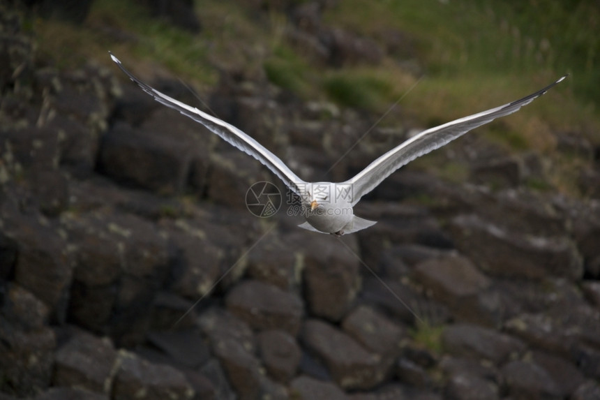 自然在苏格兰内希布里底斯的塔法岛一个基地瓦克Larustridactyla飞过Basalt悬崖鸥海图片