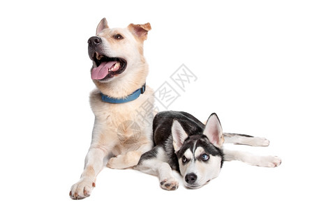 宠物动印度人两种混合品狗牧羊犬金色雷特和霍斯基美国印第安人狗混合图片