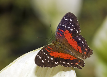 蛾霍兰德州戈斯的蝴蝶花园中斑点节肢动物图片