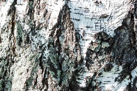 自然Birch树干皮作为背景木材制的图片