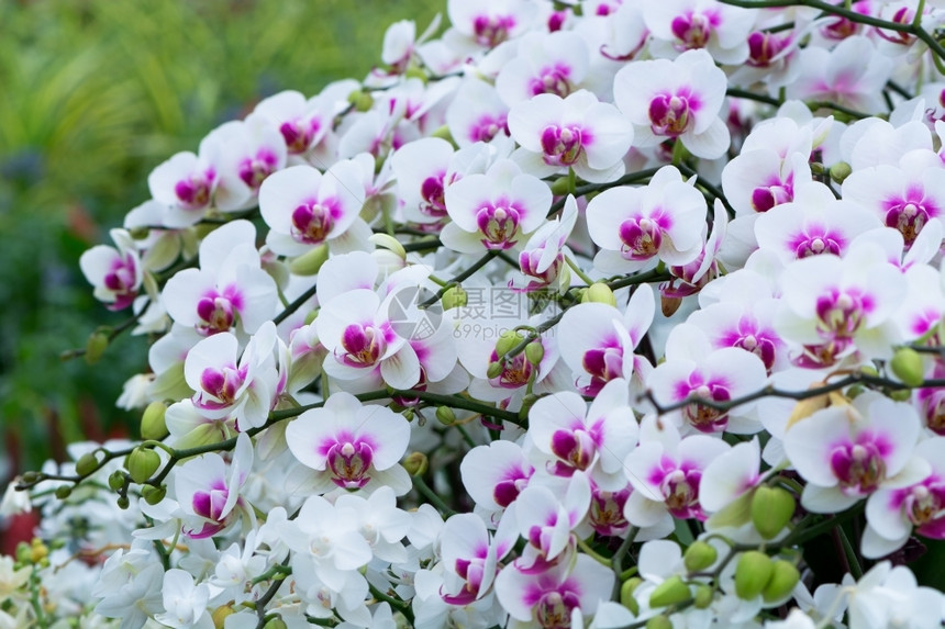 花的瓣春天美丽粉红兰花有自然背景的长发植物图片