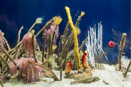 水族馆底部海洋珊瑚的颜色label生物学图片