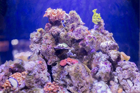 水族馆热带海洋底珊瑚的颜色label生活图片