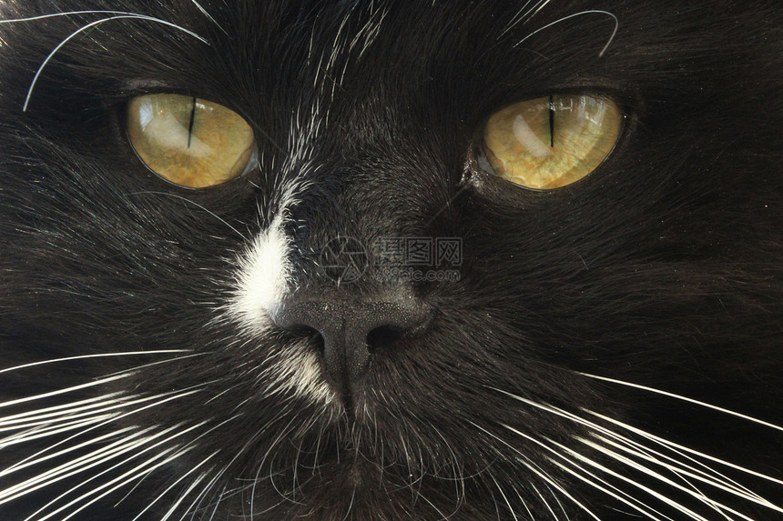黑猫口罩眼神近视白色的宠物朋友图片